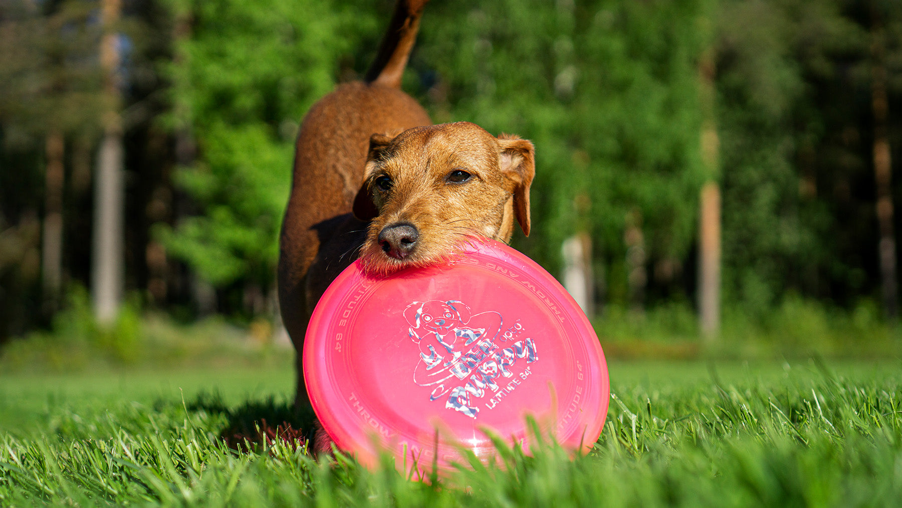 Catch & Play Discs